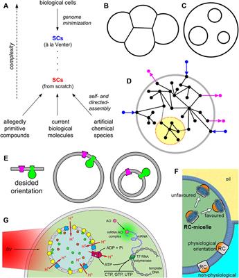 The Rise of the Nested Multicompartment Model in Synthetic Cell Research